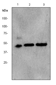 All lanes : Anti-PDK2 antibody [EPR1948Y] (ab68164) at 1/2000 dilutionLane 1 : human heart tissue lysateLane 2 : mouse heart tissue lysateLane 3 : rat tissue lysateLysates/proteins at 10 µg per lane.SecondaryHRP labelled goat anti-rabbit at 1/2000 dilution