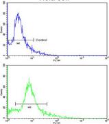 Flow cytometry analysis of HeLa cells labeling PDRG1 (green, bottom histogram), using ab175965 at a 1/10 dilution, and negative control cells (blue, top histogram). FITC-conjugated goat-anti-rabbit secondary antibodies were used for the analysis.