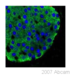 Immunofluorescent staining of mouse islets using goat polyclonal anti-PDX1 antibody ab47383 (blue) and an anti-insulin antibody (green).
