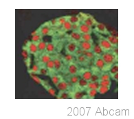 Immunostaining of islets from 4 week-old mice with ab47308 guinea pig anti-PDX1 (red) and an anti-insulin antibody (green).