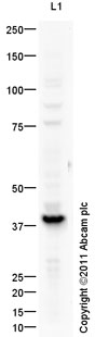 Anti-PDX1 antibody (ab98298) at 1 µg/ml + Human Pancreatic Islet Cells at 10 µgSecondaryGoat Anti-Rabbit IgG H&L (HRP) preadsorbed (ab97080) at 1/5000 dilutiondeveloped using the ECL techniquePerformed under reducing conditions.