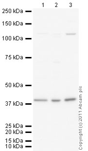 All lanes : Anti-PDX1 antibody (ab98298) at 1 µg/mlLane 1 : HeLa (Human epithelial carcinoma cell line) Nuclear Lysate Lane 2 : Jurkat (Human T cell lymphoblast-like cell line) Nuclear Lysate (ab14844)Lane 3 : Pancreas (Mouse) Tissue Lysate Lysates/proteins at 10 µg per lane.SecondaryGoat Anti-Rabbit IgG H&L (HRP) preadsorbed (ab97080) at 1/5000 dilutiondeveloped using the ECL techniquePerformed under reducing conditions.