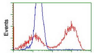 ab119051 at 1/100 dilution staining PDXK.1 in HEK293T cells transfected with either pCMV6-ENTRY PDXK.1 overexpress plasmid(Red) or empty vector control plasmid(Blue) by flow cytometry.