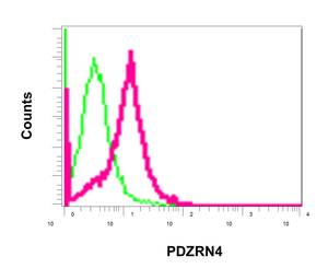 Flow cytometric analysis of permeabilized U87-MG cells labeling PDZRN4 with ab171083 at 1/100 dilution (red), compared to a rabbit IgG negative control (green).