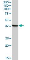Anti-PECI antibody (ab70512) at 1/500 dilution + human liver tissue lysate at 25 µgSecondaryGoat Anti-Mouse IgG (H&L)-HRP Conjugate at 1/2500 dilution