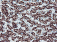 ab128484 at 1/150 dilution staining PECR in paraffin-embedded Human liver tissue by immunohistochemistry.