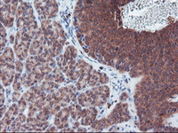 ab128484 at 1/150 dilution staining PECR in paraffin-embedded Human pancreas tissue by immunohistochemistry.