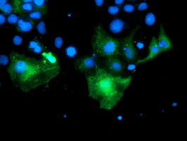 ab128484 at 1/100 dilution staining PECR in COS7 cells transiently transfected with pCMV6-ENTRY PECR by Immunofluorescence.