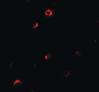 Immunofluorescent analysis of HepG2 cells labeling Pellino 1 with ab189953 at 20 µg/ml.