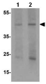 Lane 1 : Anti-Pellino 1 antibody - C-terminal (ab189953) at 1 µg/mlLane 2 : Anti-Pellino 1 antibody - C-terminal (ab189953) at 2 µg/mlLane 1 : Human liver tissue lysateLane 2 : Human liver tissue lysate