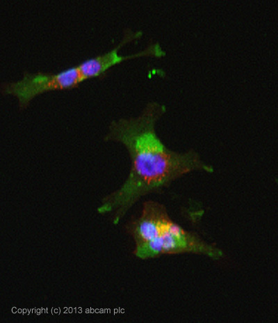 ICC/IF image of ab90806 stained MDA-MB-231 cells. The cells were 4% parafrmaldehyde fixed (10 min) and then incubated in 1%BSA / 10% normal goat serum / 0.3M glycine in 0.1% PBS-Tween for 1h to permeabilise the cells and block non-specific protein-protein interactions. The cells were then incubated with the antibody (ab90806, 1µg/ml) overnight at +4°C. The secondary antibody (green) was ab98420, DyLight® 488 goat anti-rat IgG (H+L) used at a 1/250 dilution for 1h. Alexa Fluor® 594 WGA was used to label plasma membranes (red) at a 1/200 dilution for 1h. DAPI was used to stain the cell nuclei (blue) at a concentration of 1.43µM.