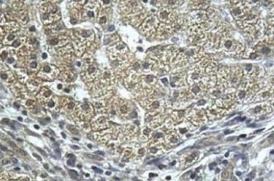 ab111851, at a 1/100 dilution, staining PEPD in Formalin-fixed, Paraffin-embedded Human fetal liver tissue by Immunohistochemistry.