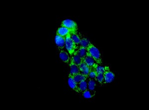 Immunofluorescent staining of HepG2 cells labeling NMT2 using ab181042 at a 1/100 dilution (green) and DAPI nuclear staining (blue).