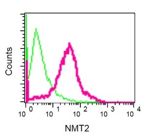 Flow cytometric analysis of 2% paraformaldehyde fixed C6 cells labeling NMT2 using ab181042 at a 1/40 dilution (red) or a rabbit IgG control (green). Secondary antibody Goat anti rabbit IgG (FITC) at 1/40 dilution.