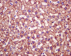 Immunohistochemical analysis of paraffin-embedded Human liver tissue labeling NMT2 using ab181042 at a 1/100 dilution.