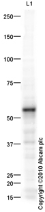 Anti-Perforin antibody (ab64615) at 1 µg/ml + Hela Whole Cell Lysate - Bleomycin Treated (20U/ml; 48h) at 10 µgSecondaryGoat polyclonal to Rabbit IgG - H&L - Pre-Adsorbed (HRP) at 1/3000 dilutiondeveloped using the ECL techniquePerformed under reducing conditions.