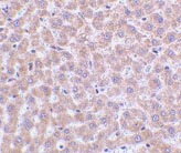 ab47639 at 2µg/ml staining M6PRBP1 in rat liver tissue by IHC