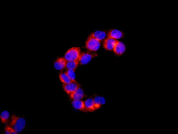 Immunofluorescent analysis of HepG2 cells labeling Perilipin with ab172907 at 1/100 (red) and counterstained with DAPI (blue)