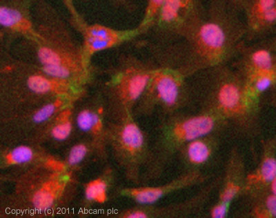 ICC/IF image of ab92460 stained HepG2 cells. The cells were 4% PFA fixed (10mins) and then incubated in 1%BSA / 10% normal goat serum / 0.3M glycine in 0.1% PBS-Tween for 1h to permeabilise the cells and block non-specific protein-protein interactions. The cells were then incubated with the antibody (ab92460, 5µg/ml) overnight at +4°C. The secondary antibody (green) was ab96899 Dylight 488 goat anti-rabbit IgG (H+L) used at a 1/250 dilution for 1h. Alexa Fluor® 594 WGA was used to label plasma membranes (red) at a 1/200 dilution for 1h. DAPI was used to stain the cell nuclei (blue) at a concentration of 1.43µM.