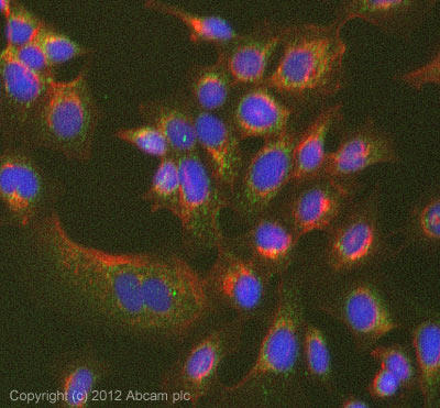 ICC/IF image of ab79946 stained MCF7 cells. The cells were 100% methanol fixed (5 min) and then incubated in 1%BSA / 10% normal goat serum / 0.3M glycine in 0.1% PBS-Tween for 1h to permeabilise the cells and block non-specific protein-protein interactions. The cells were then incubated with the antibody (ab79946, 5µg/ml) overnight at +4°C. The secondary antibody (green) was Alexa Fluor® 488 goat anti-rabbit IgG (H+L) used at a 1/1000 dilution for 1h. Alexa Fluor® 594 WGA was used to label plasma membranes (red) at a 1/200 dilution for 1h. DAPI was used to stain the cell nuclei (blue) at a concentration of 1.43µM. This antibody also gave a positive result in 4% PFA fixed (10 min) MCF7 cells at 5µg/ml.