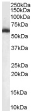 Anti-nmt55 / p54nrb antibody (ab50411) at 0.1 µg/ml + Mouse Brain lysate (35µg protein in RIPA buffer). 