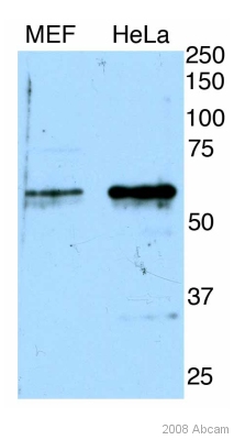 All lanes : Anti-nmt55 / p54nrb antibody (ab50411) at 1/2000 dilutionLane 1 : MEF whole cell lysateLane 2 : HeLa whole cell lysateLysates/proteins at 50 µg per lane.SecondaryDonkey anti-goat IgG HRP