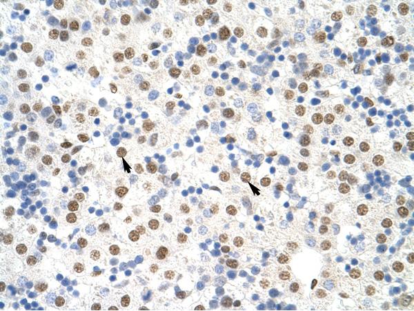 Tissue: paraffin-embedded human LiverCells with positive label: Hepatocytes (indicated with arrows)Antibody concentration: 4 - 8 µg/mlMagnification: 400X