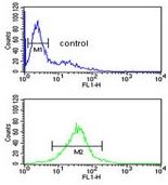 Flow Cytometric analysis of Jurkat cells labeling TFAP4 with ab175081 at 1/10 dilution (bottom histogram) compared to a negative control cell (top histogram). FITC-conjugated goat-anti-rabbit secondary antibodies were used for the analysis.