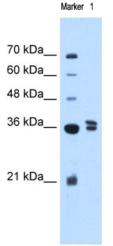 Anti-TFB1M antibody (ab69871) at 5 µg/ml + 721_B_lymphoblasts cell lysate at 10 µgSecondaryHRP conjugated anti-Rabbit IgG at 1/50000 dilution
