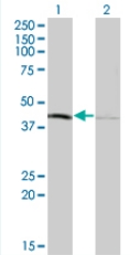 All lanes : Anti-TFB1M antibody (ab77729) at 5 µg/mlLane 1 : TFB1M transfected 293T cell lysate Lane 2 : Non transfected 293T cell lysate Lysates/proteins at 25 µg per lane.SecondaryGoat Anti-Mouse IgG (H&L)-HRP Conjugate at 1/2500 dilution