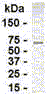 Anti-TFE3 antibody (ab36642) at 1/2000 dilution + E. coli-derived TFE3 fusion protein at 2.5 µgSecondaryGoat anti-IgY-HRP at 1/1000 dilution