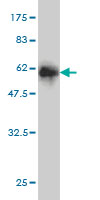 Western blot against tagged recombinant protein immunogen using ab55200 TFII I antibody at 1ug/ml.