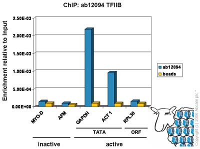Chromatin was prepared from Hela cells according to the Abcam X-ChIP protocol. Cells were fixed with formaldehyde for 10min. The  ChIP was performed with 25µg of chromatin, 8µl of  ab12094 (blue), and 20µl of Protein A/G sepharose beads. No antibody was added to the beads control (yellow). The immunoprecipitated DNA was quantified by real time PCR (Taqman and sybr green approach). Primers and probes are located either in the core promoter of the gene (TATA) or in the open reading frame (ORF). 