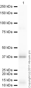 developed using the ECL techniquePerformed under reducing conditions.