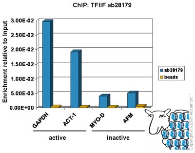 Chromatin was prepared from Hela cells according to the Abcam X-ChIP protocol. Cells were fixed with formaldehyde for 10mins. The  ChIP was performed with 25µg of chromatin, 8µg of ab28179 (blue), and 20µl of Protein A/G sepharose beads. No antibody was added to the beads control (yellow). The immunoprecipitated DNA was quantified by real time PCR (Taqman and sybr green approach). Primers and probes for the actively transcribed genes GAPDH and ACT1 are located in the core promoter.
