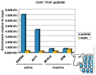 Chromatin was prepared from Hela cells according to the Abcam X-ChIP protocol. Cells were fixed with formaldehyde for 10mins. The  ChIP was performed with 25µg of chromatin, 8µg of  ab28180 (blue), and 20µl of Protein A/G sepharose beads. No antibody was added to the beads control (yellow). The immunoprecipitated DNA was quantified by real time PCR (Taqman and sybr green approach). Primers and probes for the actively transcribed genes GAPDH and ACT1 are located in the core promoter.