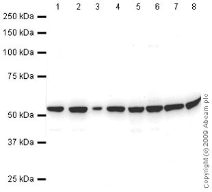 All lanes : Anti-TFPI antibody (ab66544) at 1 µg/mlLane 1 : HeLa (Human epithelial carcinoma cell line) Whole Cell LysateLane 2 : Jurkat (Human T cell lymphoblast-like cell line) Whole Cell LysateLane 3 : A431 (Human epithelial carcinoma cell line) Whole Cell LysateLane 4 : HEK293 (Human embryonic kidney cell line) Whole Cell LysateLane 5 : HepG2 (Human hepatocellular liver carcinoma cell line) Whole Cell LysateLane 6 : MCF7 (Human breast adenocarcinoma cell line) Whole Cell LysateLane 7 : SHSY-5Y (Human neuroblastoma cell line) Whole Cell LysateLane 8 : U2OS (Human osteosarcoma cell line) Whole Cell LysateLysates/proteins at 10 µg per lane.SecondaryGoat polyclonal to Rabbit IgG - H&L - Pre-Adsorbed (HRP) at 1/3000 dilutionPerformed under reducing conditions.
