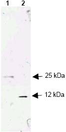 Western blot analysis using ab9758 at 1/200 to detect human TGFß1. Each lane contains 250 ng of protein under non-reducing (lane 1) and reducing conditions (lane 2). Comparison to molecular weight markers (not shown) was used to estimate the indicated molecular weights. TGF beta 1 is a 25kD homodimer composed of two 12.5kD subunits joined by disulfide bonds. Therefor a 25kD band is seen in the non-reducing lane and a 12kD band in the reducing lane.