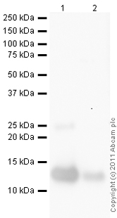 All lanes : Anti-TGF beta 1 antibody (ab46780) at 1/2000 dilution (ab50036, 0.1ug)Lane 1 : As aboveLane 2 : As aboveSecondaryGoat Anti-Chicken IgY H&L (HRP) (ab6877) at 1/5000 dilutiondeveloped using the ECL techniquePerformed under reducing conditions.