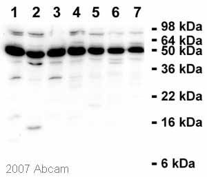All lanes : Anti-TGF beta 3 antibody (ab15537) at 1/200 dilutionLane 1 : MCF7 (Hu) whole cell lysateLane 2 : U2OS (Hu) whole cell lysateLane 3 : 293T (Hu) whole cell lysateLane 4 : Cos7 (AGMk) whole cell lysateLane 5 : CHO (Hm) whole cell lysateLane 6 : PC12 (Rat) whole cell lysateLane 7 : 3T3 (Ms) whole cell lysateLysates/proteins at 30 µg per lane.SecondaryHRP conjugated swine anti-rabbit antibody at 1/5000 dilutiondeveloped using the ECL techniquePerformed under reducing conditions.Observed band size : 50 kDa (why is the actual band size different from the predicted?)Additional bands at : 30 kDa,70 kDa. We are unsure as to the identity of these extra bands.Exposure time :  6 minutesThis image is courtesy of an anonymous AbreviewSee Abreview