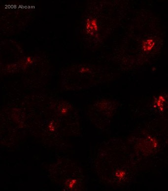 ab50595 staining human osteosarcoma (143b) cells by ICC/IF. Cells were PFA fixed and permeabilized in 0.1% Triton X-100 prior to blocking in 1% BSA for 30 minutes at 37°C. The primary antibody was diluted 1/200 and incubated with the sample for 1 hour at 37°C. The secondary antibody was Alexa Fluor® 594 conjugated donkey polyclonal to rabbit diluted 1/500.