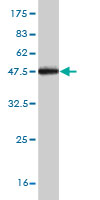 Western blot against tagged recombinant protein immunogen using ab56726 TGN46 antibody at 1ug/ml.