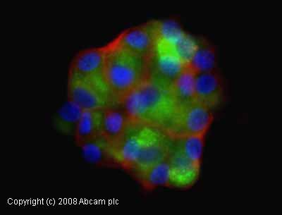 ICC/IF image of ab2809 stained rat PC12 cells. The cells were 4% PFA and 100% Methanol fixed (10 min) and then incubated in 1% BSA / 10% normal goat serum / 0.3M glycine in 0.1% PBS-Tween for 1h to permeabilise the cells and block non-specific protein-protein interactions. The cells were then incubated with the antibody (ab2809, 5 µg/ml) overnight at +4°C. The secondary antibody (green) was Alexa Fluor® 488 goat anti-mouse IgG (H+L) used at a 1/1000 dilution for 1h. Alexa Fluor® 594 WGA was used to label plasma membranes (red) at a 1/200 dilution for 1h. DAPI was used to stain the cell nuclei (blue). 