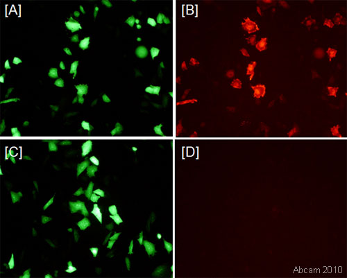Immunofluorescent detection of Thioredoxin /TRX using antibody ab26320. Chinese Hamster Cell (Ovary cells) were fixed in formaldehyde and permeabilized in 0.1% Triton X in PBS/3% BSA. Primary antibody was incubated at 1/1000 for 1h @ 4°C in PBS containing 3% BSA.  Secondary antibody: anti-rabbit conjugated to Alexa Fluor® 568 used @ 1/300.  CHO cells co-transfected with plasmids encoding GFP and a mutated form of human thioredoxin which does not enter the nucleus, and labelled using ab26320 (1/1000) and Alexa 568 (1/300). Panel [A] demonstrates GFP immunoreactivity. [B ]thioredoxin immunoreactity; many of the same cells are immunoreactive for both GFP and thioredoxin. Panel [D] thioredoxin primary antibody was omitted, hence there is no immunoeactivity. See Abreview