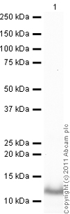 developed using the ECL techniquePerformed under reducing conditions.