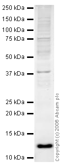 Anti-Thioredoxin / TRX antibody (ab26320) at 1 µg/ml + HeLa whole cell lysate at 20 µgSecondaryGoat polyclonal to Rabbit IgG (Alexa Fluor® 680) at 1/10000 dilutionPerformed under reducing conditions.