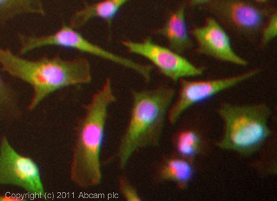 ICC/IF image of ab86255 stained HeLa cells. The cells were 4% formaldehyde (10 min) and then incubated in 1%BSA / 10% normal goat serum / 0.3M glycine in 0.1% PBS-Tween for 1h to permeabilise the cells and block non-specific protein-protein interactions. The cells were then incubated with the antibody (ab86255, 1/200 dilution) overnight at +4°C. The secondary antibody (green) was for 1h. Alexa Fluor® 594 WGA was used to label plasma membranes (red) at a 1/200 dilution for 1h. DAPI was used to stain the cell nuclei (blue) at a concentration of 1.43µM.