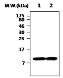 All lanes : Anti-Thioredoxin / TRX antibody (ab115758) at 1/1000 dilutionLane 1 : HeLa cell lysateLane 2 : A431 cell lysate
