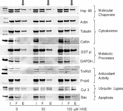 Image from Codreanu SG et al, Mol Cell Proteomics. 2009 Apr;8(4):670-80. Epub 2008 Dec 2, Fig 4. DOI .1074/mcp.M800070-MCP200