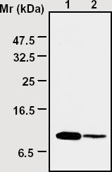 All lanes : Anti-Thioredoxin / TRX antibody [3A1] (ab16965) at 1/2000 dilutionLane 1 : Cell lysates prepared from Hela cellsLane 2 : Cell lysates prepared from Hela cellsLysates/proteins at 20 µg per lane.
